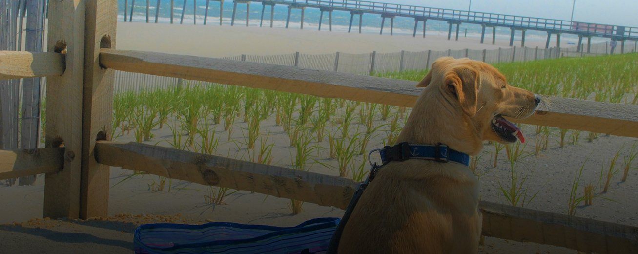 Click image to start home video